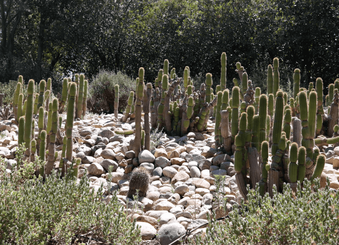 Because of the drought, I am always looking for  desert-scape  ideas.  This garden is striking, isn't it?