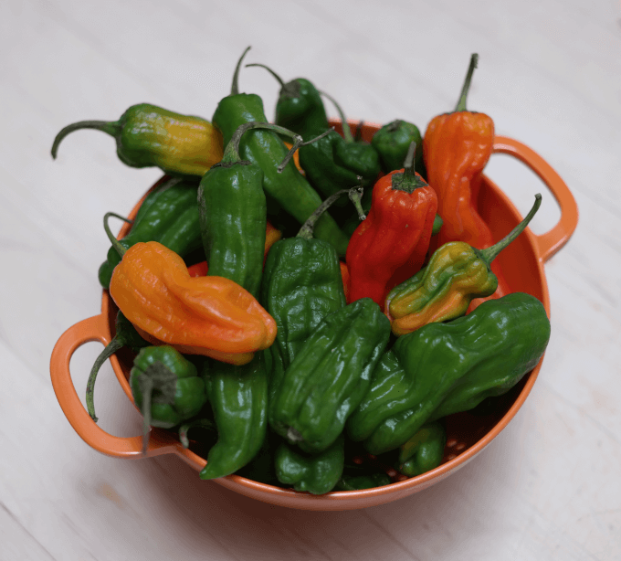 Wash and dry your peppers.  Wet peppers will splatter when they hit the hot oil.